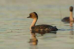 Silvery Grebe , Patagonia, Argentina photo