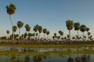 Sunst Palms landscape in La Estrella Marsh, Formosa province, Argentina. photo