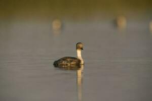 Silvery Grebe , Patagonia, Argentina photo