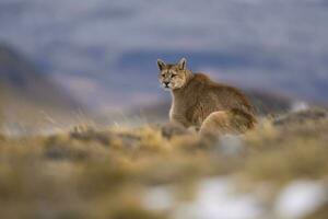 Puma , torres del paine nacional parque, Patagonia, Chile foto