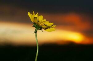 Wild flowers in semi desertic environment, Calden forest, La Pampa Argentina photo