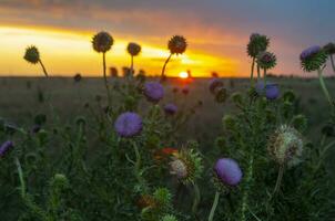 Wild flowers in semi desertic environment, Calden forest, La Pampa Argentina photo