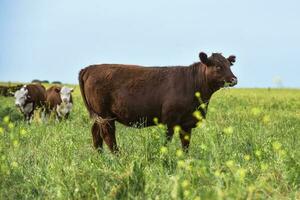 Cattle in the Pampas Countryside, Argentine meat production, La Pampa, Argentina. photo