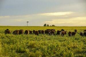 Cattle in the Pampas Countryside, Argentine meat production, La Pampa, Argentina. photo