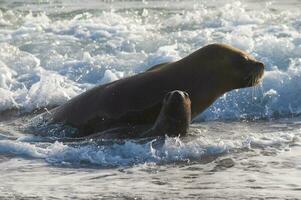 Mother and baby sea lion ,Peninsula Valdes, Chubut,Patagonia ,Argentina photo