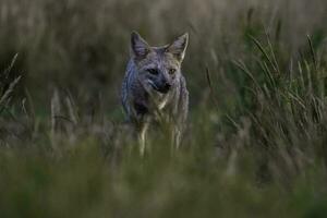 Pampas Grey fox in Pampas grass environment, La Pampa province, Patagonia, Argentina. photo