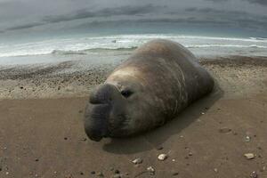 Elephant seal, Peninsula Valdes, Unesco World Heritage Site, Patagonia, Argentina photo