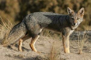 Pampas Grey fox in Pampas grass environment, La Pampa province, Patagonia, Argentina. photo