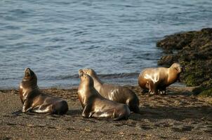 South American  Sea Lion Otaria flavescens Female,Peninsula Valdes ,Chubut,Patagonia, Argentina photo