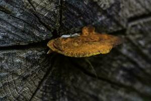 Orange fungus on the trunk of a tree, La Pampa Province, Patagonia, Argentina. photo