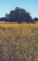 Flowered field in the Pampas Plain, La Pampa Province, Patagonia, Argentina. photo