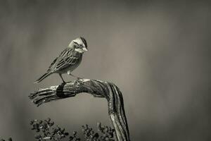 Rufous collared Sparrow, Pampas, Patagonia, Argentina photo