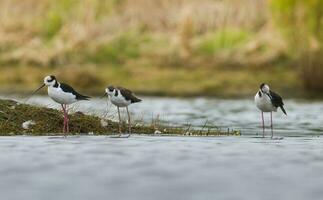 Black necked Stilt, La Pampa Province,  Patagonia, Argentina photo