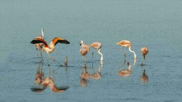 Flamingos rest in a salty lagoon, La Pampa Province,Patagonia, Argentina. photo