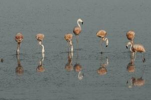 flamencos descanso en un salado laguna, la pampa provincia, patagonia, argentina. foto