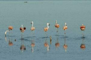 Flamingos rest in a salty lagoon, La Pampa Province,Patagonia, Argentina. photo