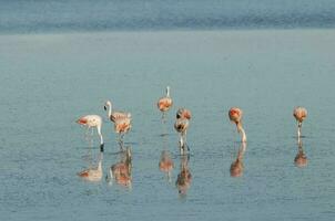 Flamingos rest in a salty lagoon, La Pampa Province,Patagonia, Argentina. photo