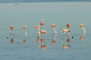 Flamingos rest in a salty lagoon, La Pampa Province,Patagonia, Argentina. photo