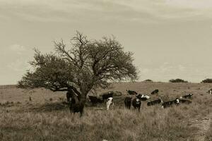 Steers fed on pasture, La Pampa, Argentina photo