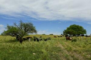 Steers fed on pasture, La Pampa, Argentina photo