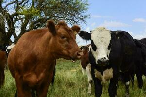 Steers fed on pasture, La Pampa, Argentina photo