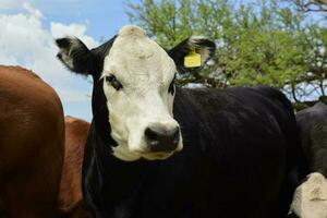 Steers fed on pasture, La Pampa, Argentina photo