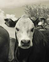 Steers fed on pasture, La Pampa, Argentina photo