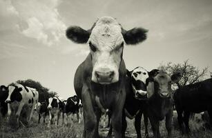 Steers fed on pasture, La Pampa, Argentina photo