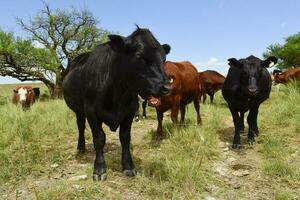 novillos alimentado en pastar, la pampa, argentina foto