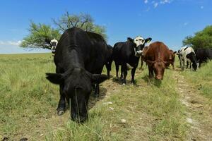 Steers fed on pasture, La Pampa, Argentina photo