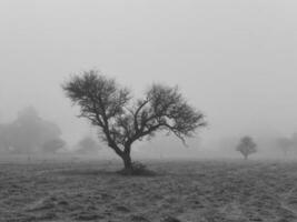 Lonely tree in thick fog at dawn, in Pampas Landscape, La Pampa Province, Patagonia, Argentina. photo