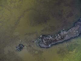 Flock of birds , Aerial View photo