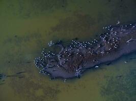 Flock of birds , Aerial View photo