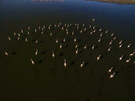 Flamingos in patagonia , Aerial View photo