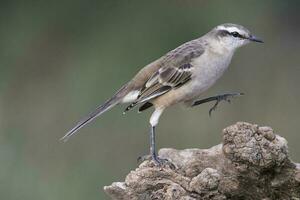 blanco congregado sinsonte, mimus triuro, caldén bosque, la pampa , argentina foto