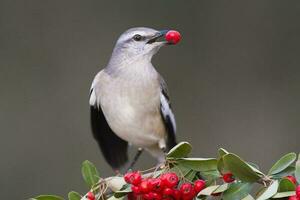 blanco congregado sinsonte, mimus triurus,comiendo salvaje frutas caldén bosque, la pampa , argentina foto