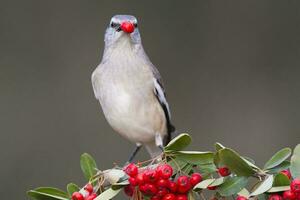 White banded Mockingbird,Mimus triurus,eating wild fruits Calden Forest, La Pampa , Argentina photo