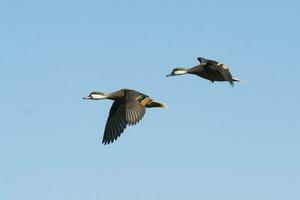 White cheeked pintail, in flight, La Pampa Province, Patagonia, Argentina photo