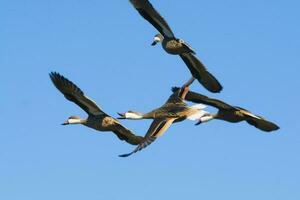 White cheeked pintail, in flight, La Pampa Province, Patagonia, Argentina photo