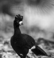 Bare faced Curassow, in a jungle environment, Pantanal Brazil photo