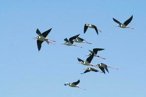 Black necked Stilt, Himantopus melanurus, La Pampa Argentina photo