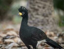 Bare faced Curassow, in a jungle environment, Pantanal Brazil photo