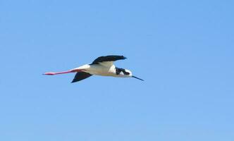 negro cuello zanco, himantopus melanuro, la pampa argentina foto