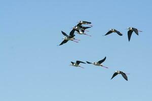 Black necked Stilt, Himantopus melanurus, La Pampa Argentina photo