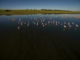 Flamingos in patagonia , Aerial View photo