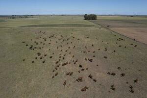 Aerial view of a troop of steers for export, cattle raised with natural pastures in the Argentine countryside. photo