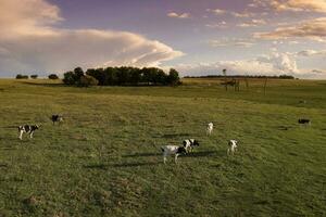 Aerial view of a troop of steers for export, cattle raised with natural pastures in the Argentine countryside. photo