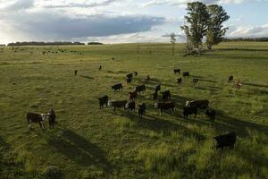 Aerial view of a troop of steers for export, cattle raised with natural pastures in the Argentine countryside. photo