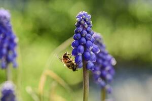 Bee pollinating a flower photo