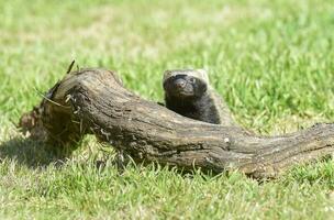 Little grison,Pampas, Patagonia, Argentina photo